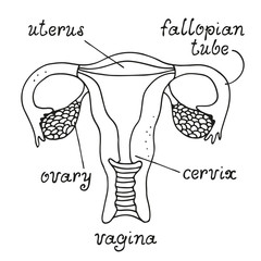 Tubal Patency / Saline Infusion Sonography - Specialist Imaging for Women